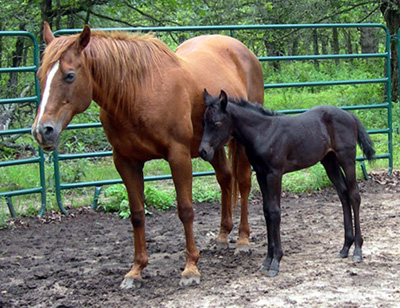 Bar Leo Telestar with filly, Western Baby Doll