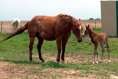 Jacksons Frosty Kay and her 2007 foal