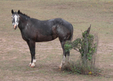 Shiloh - our first Appaloosa